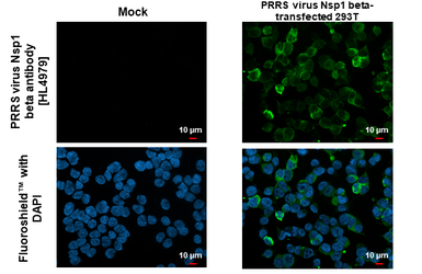 Anti-PRRS virus Nsp1 beta antibody [HL4979] used in Immunocytochemistry/ Immunofluorescence (ICC/IF). GTX645065